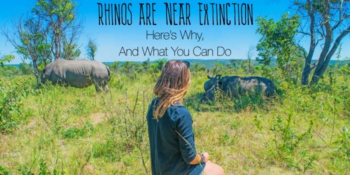 Why Are Rhinos Going Extinct? Here’s Why, and What You Can Do to Help.