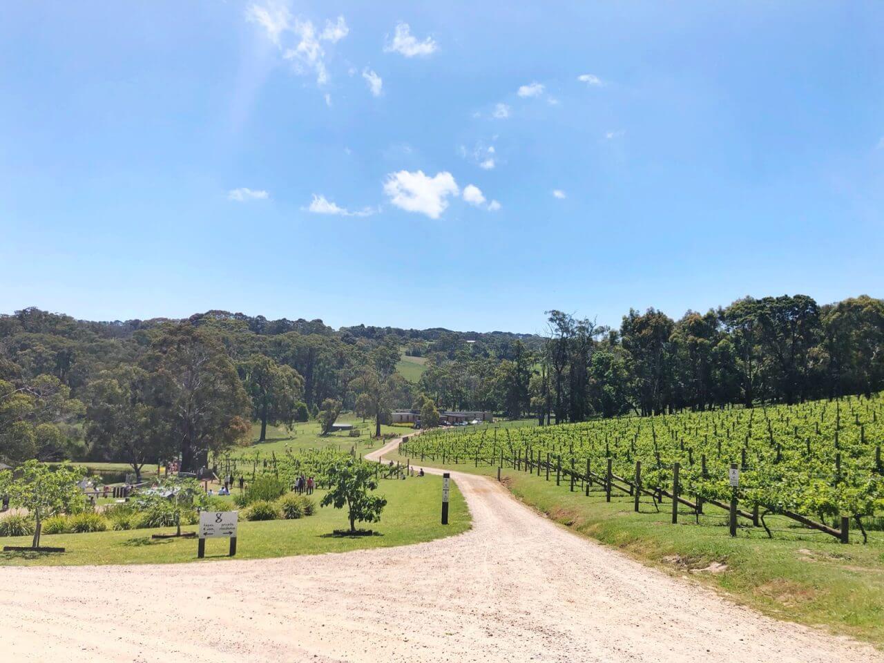 Top 15 Mornington Peninsula Wineries And Why You Should Visit Them